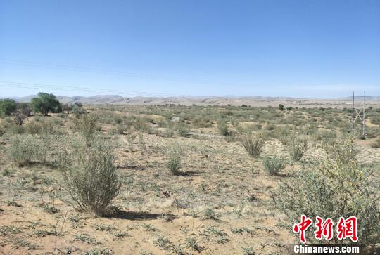 甘肃古浪治沙人三十载坚守:练就独特妙法成\"土专家\"