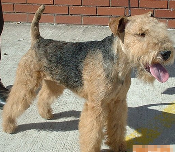 湖畔梗吃什么 食物过量会导致它发胖_360问答