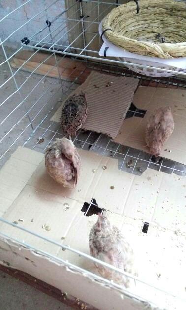 请问鹌鹑怎么分公母,有三只是浅黄色,有一只颜