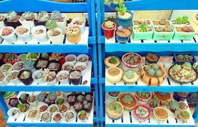 开一家属于自己的小店，从此荒度余生……