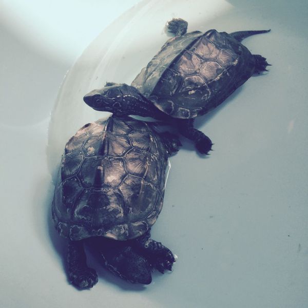 西安,中华草龟不进食。是要冬眠了么?_360问