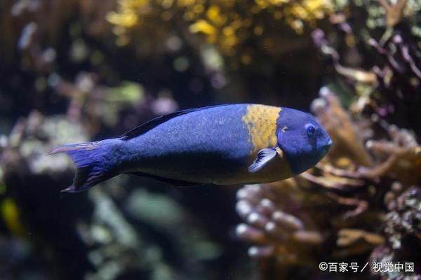 水族世界觀賞魚圖片（水族世界觀賞魚圖片大全）