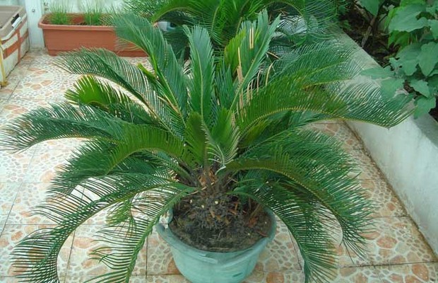 铁树种子怎么种?_360问答