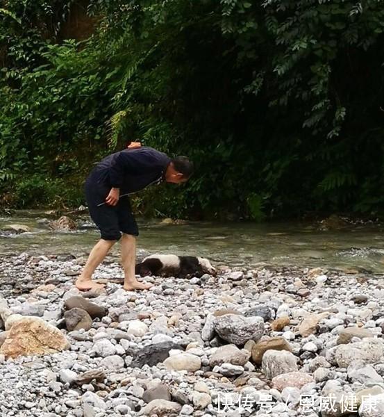 心疼!成都黑水河保护区遭受暴雨袭击 半岁野生