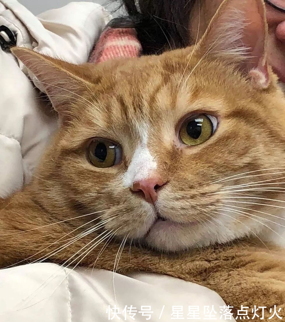 一只胖橘居然因为太粘人而遭到前主人的遗弃,