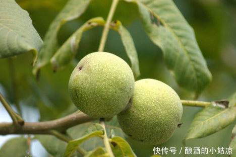 青皮核桃怎么泡酒,青皮核桃泡酒的功效与作用