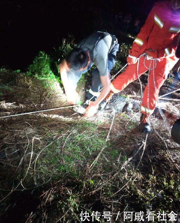 鳄鱼现身广东海丰一处池塘, 消防迅速处置!