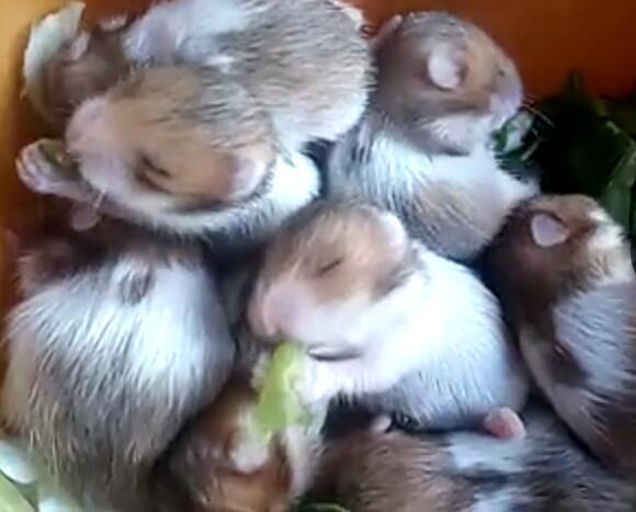 金丝熊太早分笼会死吗_360问答