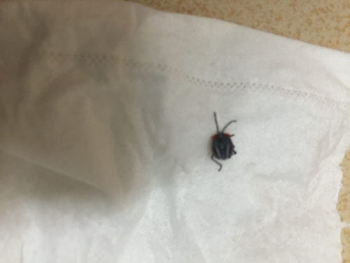 请问大家,这是什么虫子,拍得不是特别清楚,被咬