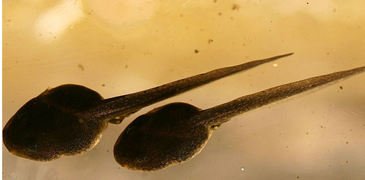 蝌蚪吃什么 教你怎么养蝌蚪_360问答