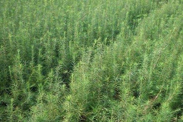 种植什么树苗最赚钱?_360问答