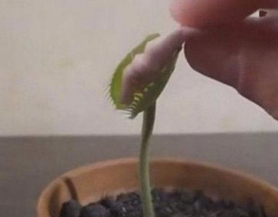 男子喂捕蝇草吃口香糖,结果随后的一幕令人难以置信