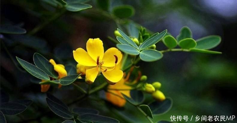 农村这种野草名字很有诗意, 能够治疗头痛和蛇