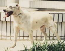 太行犬