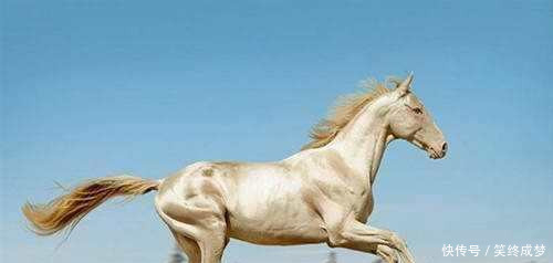 世上最美的马,一匹价值6500万人民币,有价无市