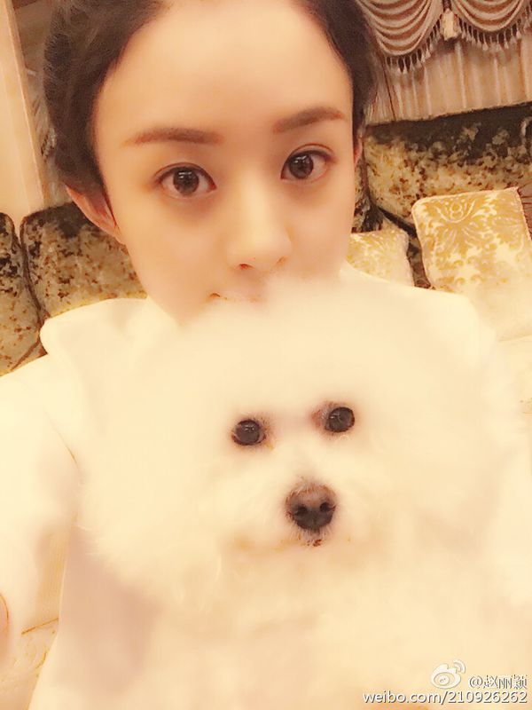 陈伟霆和赵丽颖养的狗是一个吗_360问答