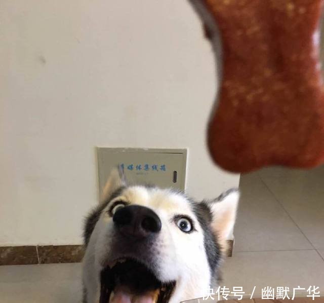 二哈吃个棒棒糖也是拼了,这表情当表情心的举emoji表情包图片