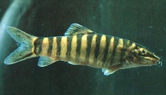 这是什么鱼_360问答