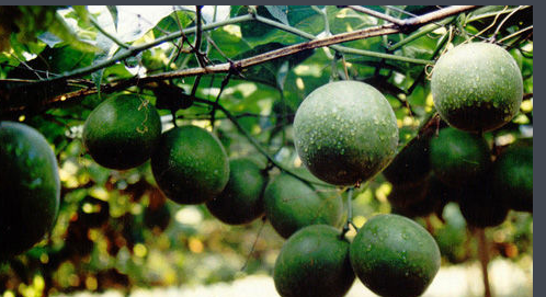 罗汉果是北方种植?还是南方种植?几月份开始