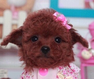 我在淘宝中3200元买了一只泰迪狗,有3个月大