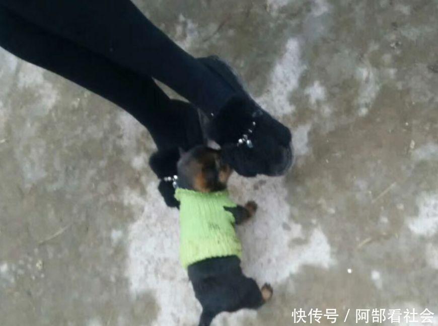 剪了妈妈的旧毛衣给小狗做衣服,狗狗笑了,我哭