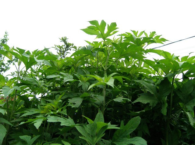 三裂叶豚草