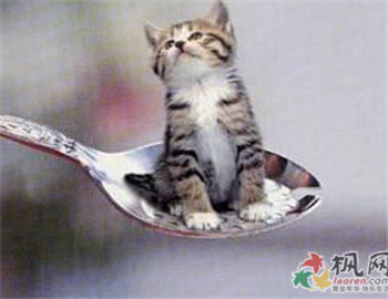 世界上最小的猫,皮堡斯在中国哪有卖的?如果有