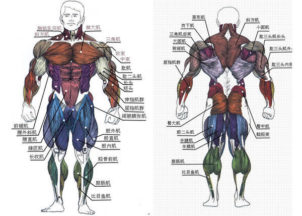 胸大肌在胸的什么位置?_360问答