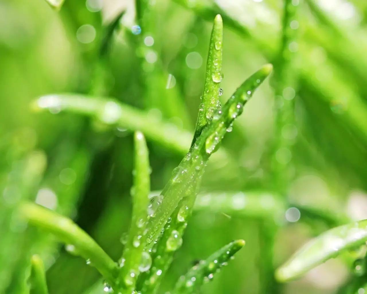 我听见雨滴落在青青草地