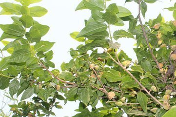 巴豆树哪有卖的