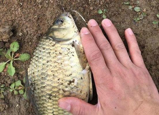 龍魚的樣子長什么樣：水族箱中的-龍魚是什么類型的-龍魚有哪些品種 水族問答