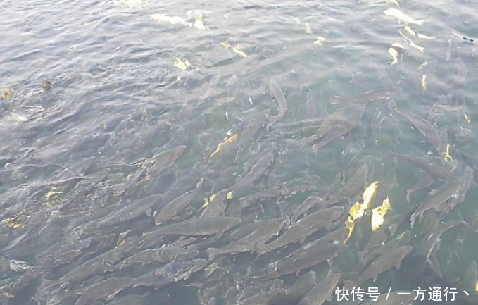 北方养鱼最头疼,不仅担心天气原因,还得担心喂食