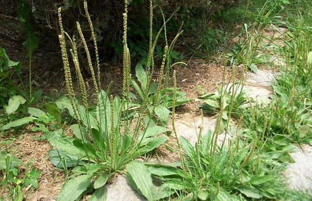 车前草的药用价值_360问答