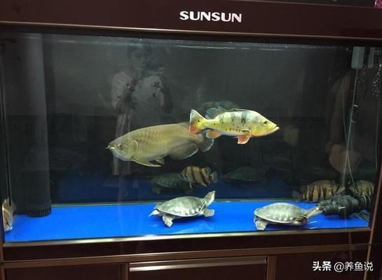 化州哪里有魚缸買賣店 水族問(wèn)答