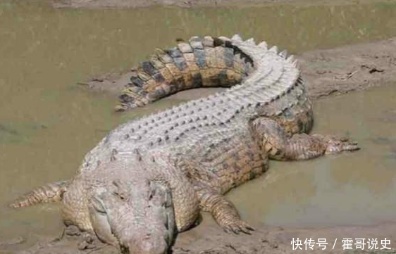 二战中最诡异一战:上千日军PK巨大怪鳄,最后只
