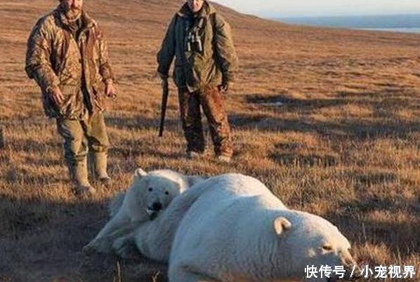 北极熊突然一声嚎叫,工作人员赶到后,被眼前这一幕笑翻了