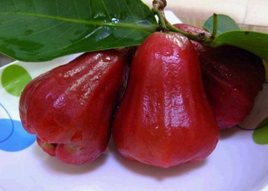 有谁知道这是个什么瓜?_360问答