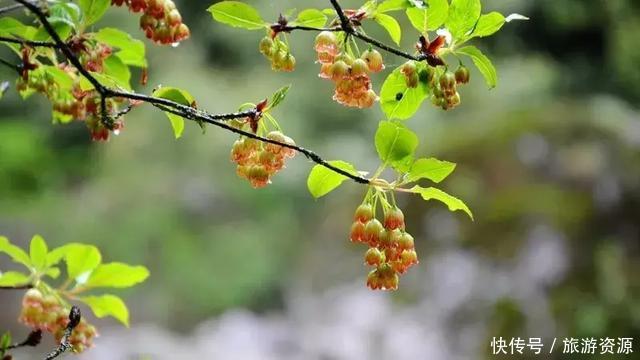 成都周边一日游洗肺圣地,遍赏青山绿水,去过2