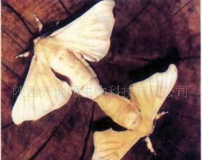 大家知道蚕蛾怎么分雌雄?谢谢啦(*^__^*) 最好