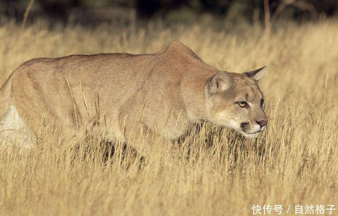 猫科动物如何伏击猎物?老虎凭力量,狮子靠群体