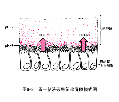 何谓粘液碳酸氢盐屏障?它有何作用_360问答