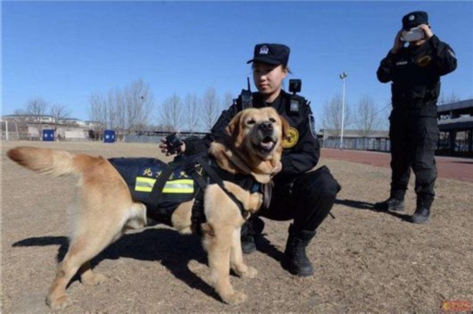 北京警犬佩戴警用全景vr执法记录仪执勤