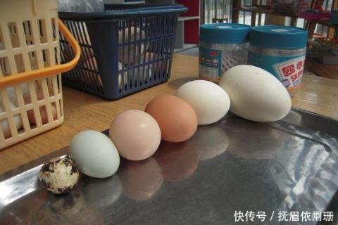 鸡蛋、鸽子蛋、鹌鹑蛋到底哪个更营养,小孩子