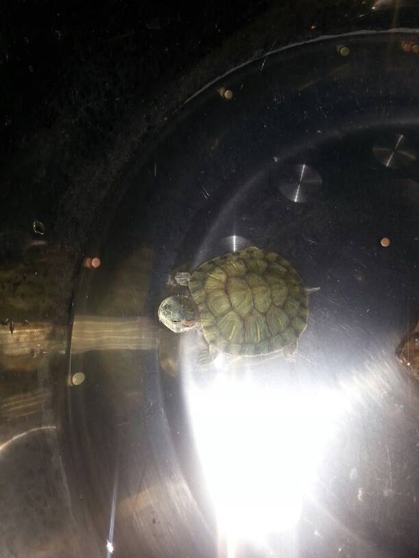 乌龟不吃东西,天天睡觉,怎么了_360问答