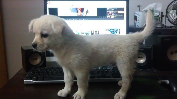 昨天捡到一只小狗 不知道是啥品种的 求鉴别!_