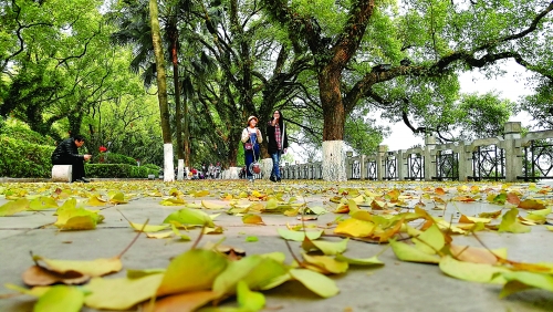 3月桂林繁花似锦 到处都有别样风景