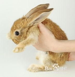 怎么养兔子_360问答