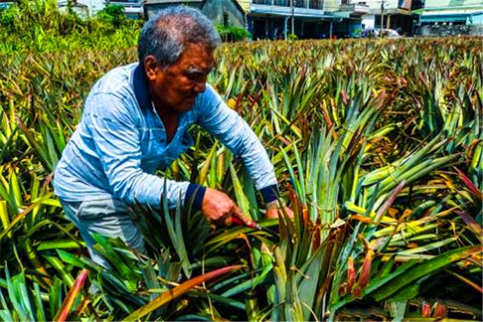 高雄香蕉、凤梨丰产价跌，台湾82岁果农：再说眼泪要流下来了