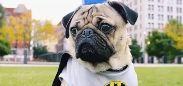 萌得不要不要的INS十大网红宠物~