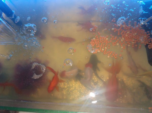 我第一次养鱼大家都给我看看这除了泰狮 丹顶